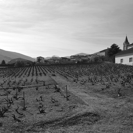 DANSONS DANS LES VIGNES